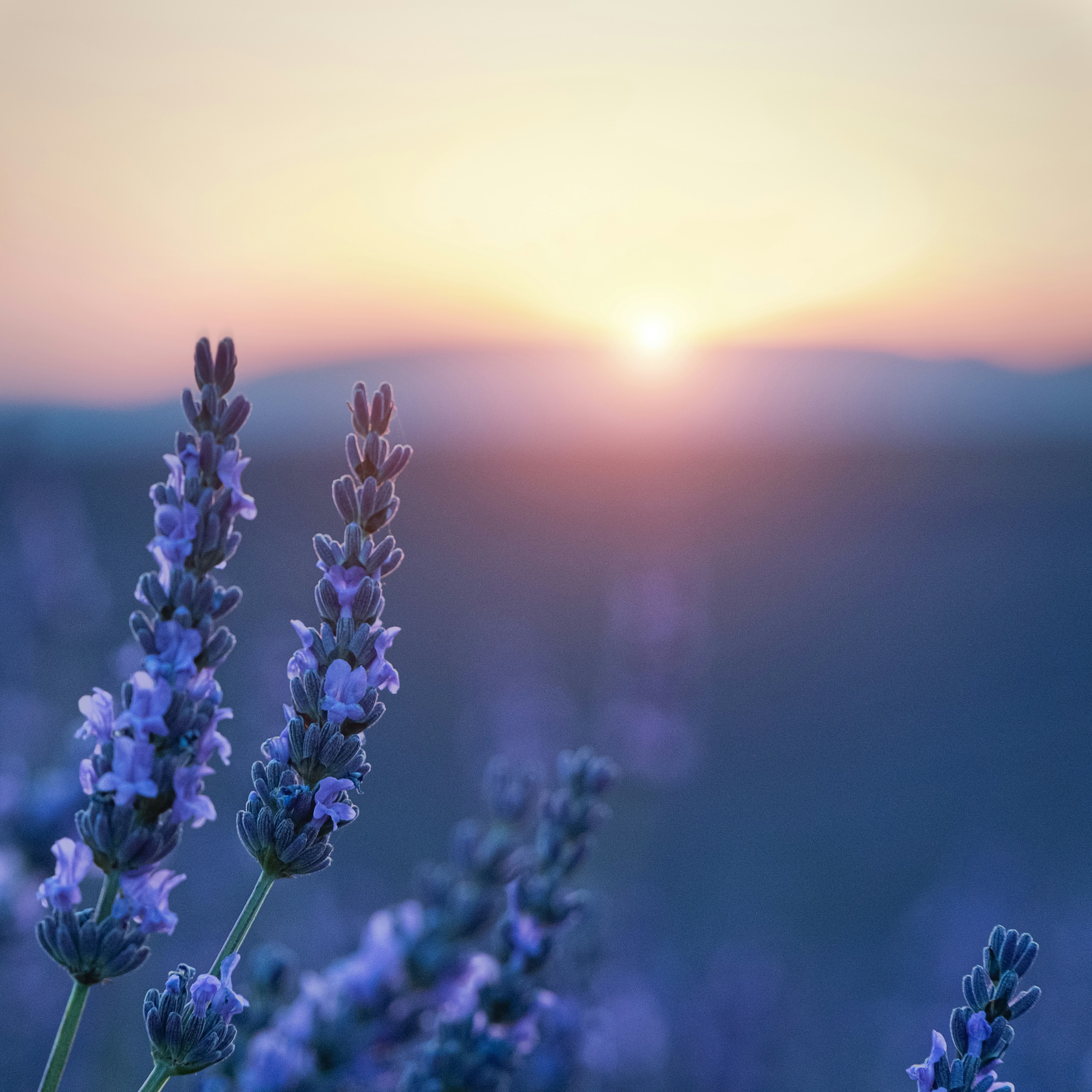 Lavande au lever du soleil