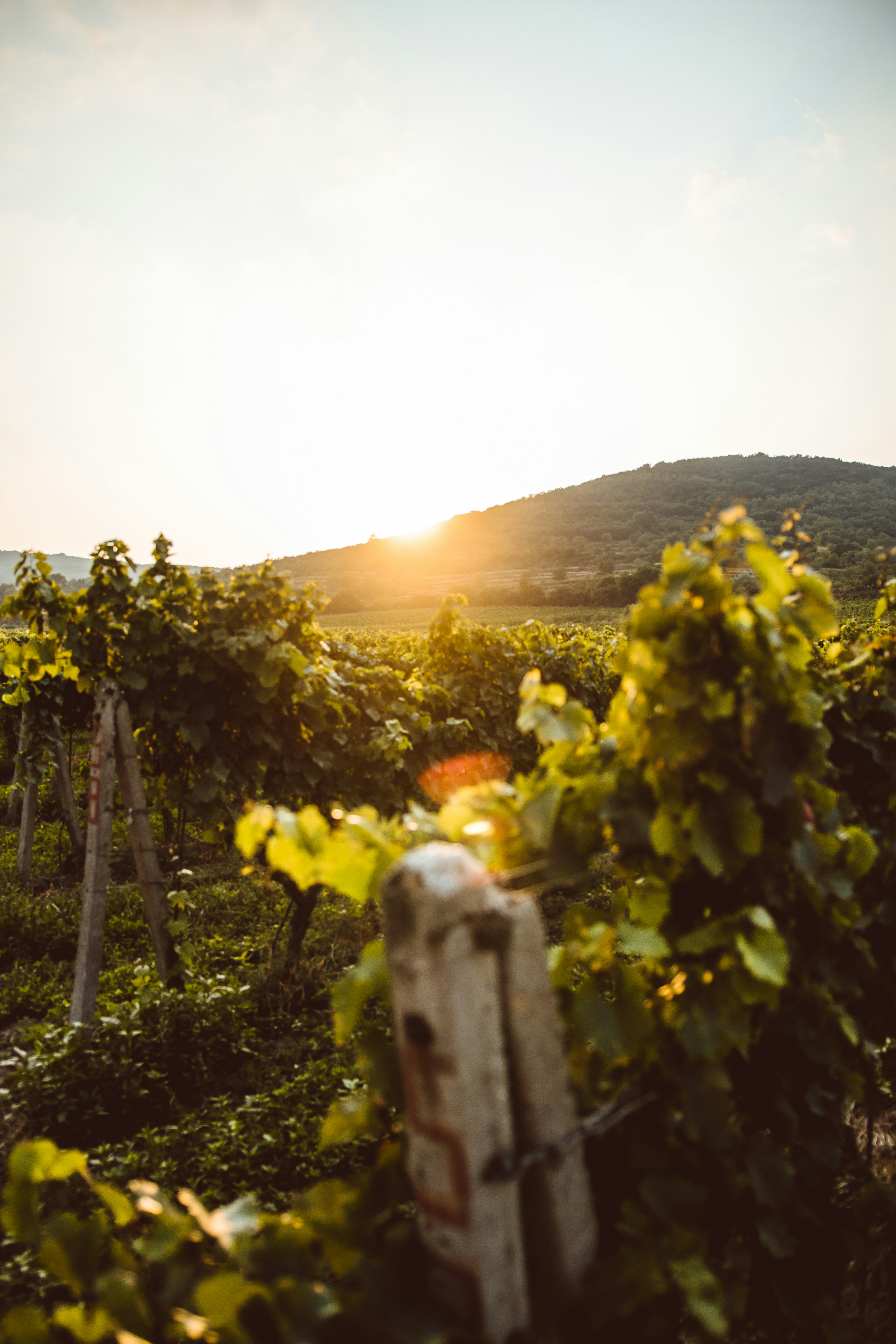 Vignobles de Provence au coucher de soleil